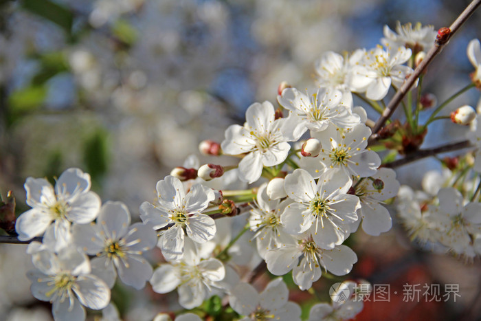 在春天的一天樱花的花, 俄罗斯中部
