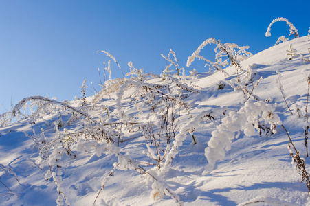 雪覆盖在冬天山布什