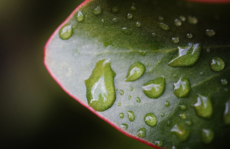 叶子上的雨滴