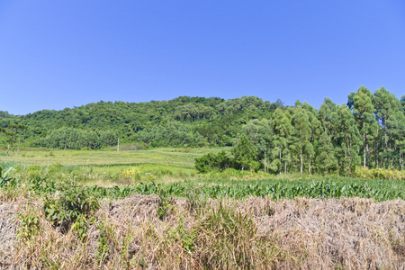 在新星波利南里奥格兰德巴西农场