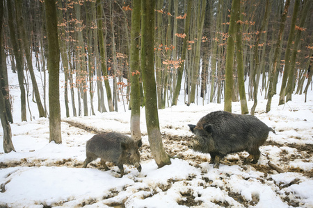 野猪在泥泞的雪