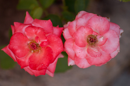 灌木上两朵美丽的粉红色玫瑰图片
