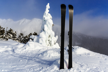 高山滑雪冷冻的松树树背景图片