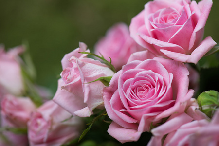 粉红色玫瑰花园里