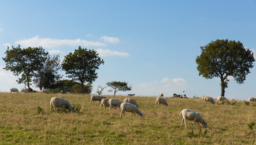 布莱克当丘陵东英格兰英国德文郡乡下视图与放牧绵羊