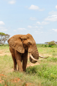 在肯尼亚的大草原大象