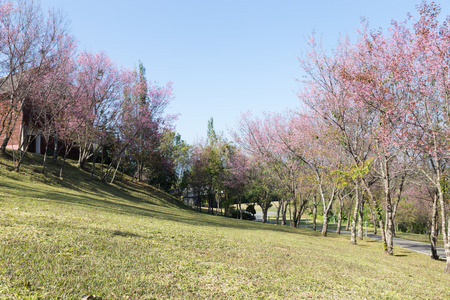 花的野生喜马拉雅樱桃树