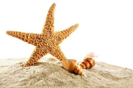 海洋之星和贝壳在沙滩上