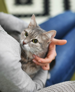 女人控股猫在她的手上