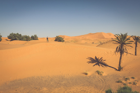 棕榈树和沙丘在撒哈拉大沙漠，梅尔祖加，Morocc