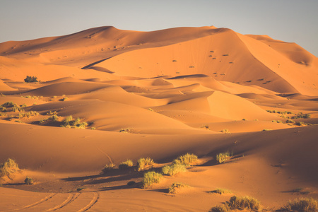 在 Erg 附近梅尔祖加在摩洛哥沙漠沙丘