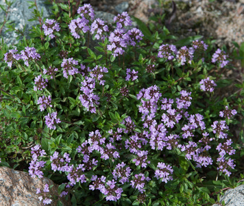 百里香花在自然界瓶装精油与乳香, tulsi, 山味和其他草药在白色背景