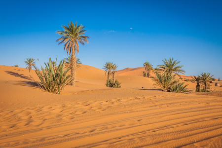 棕榈树和沙丘在撒哈拉大沙漠，梅尔祖加，Morocc