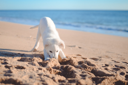 狗在海滩上度假的暑假