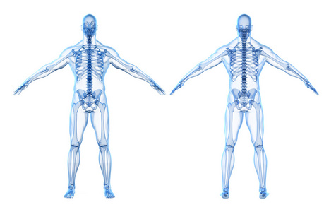 大肠的解剖结构的三维图像处理人类的身体及骨骼的三维图像处理照片
