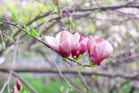 白玉兰树开花