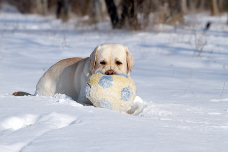 一只黄色的拉布拉多犬冬季在雪地上一个球