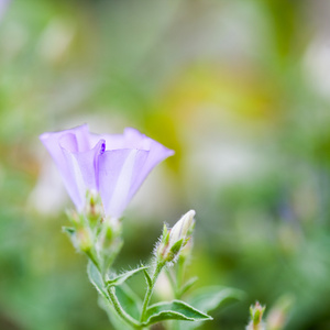 对菊 牵牛花 关闭花用细节和自然背景