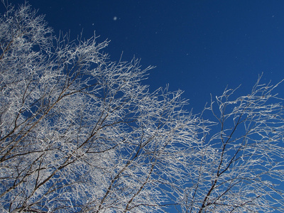 在背景蓝色天空上覆盖着白霜的桦树树枝