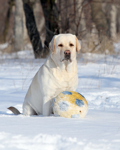 漂亮的黄色拉布拉多在冬天在雪地上一个球