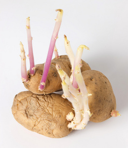 (发芽) 盛鸡蛋的纸盒三老瘪白色背景上的土豆发芽的的块茎发芽的土豆