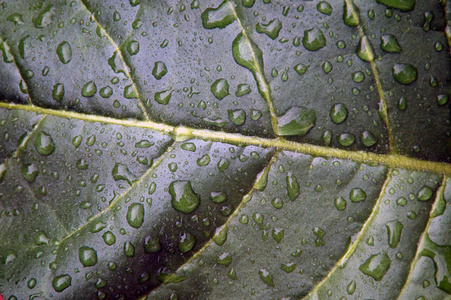 雨后的烟叶