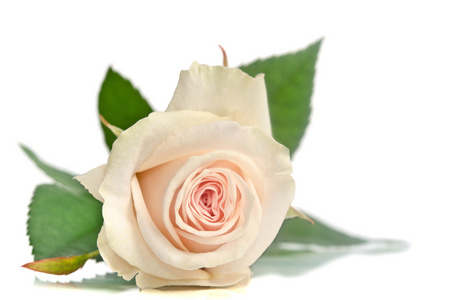美朵白色的玫瑰躺在白色的背景