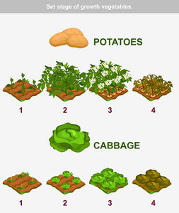 青菜生长过程卡通图片