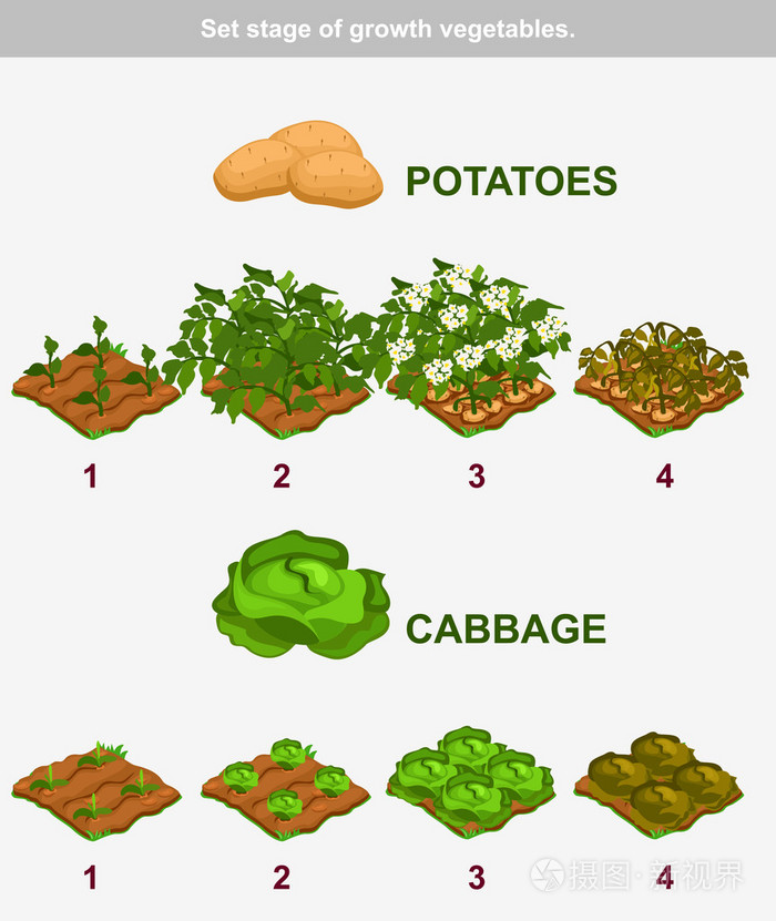 设置阶段生长的蔬菜。卷心菜和土豆在矢量