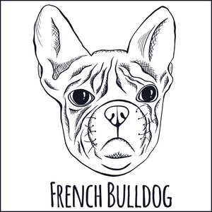 法国斗牛犬的手画的肖像