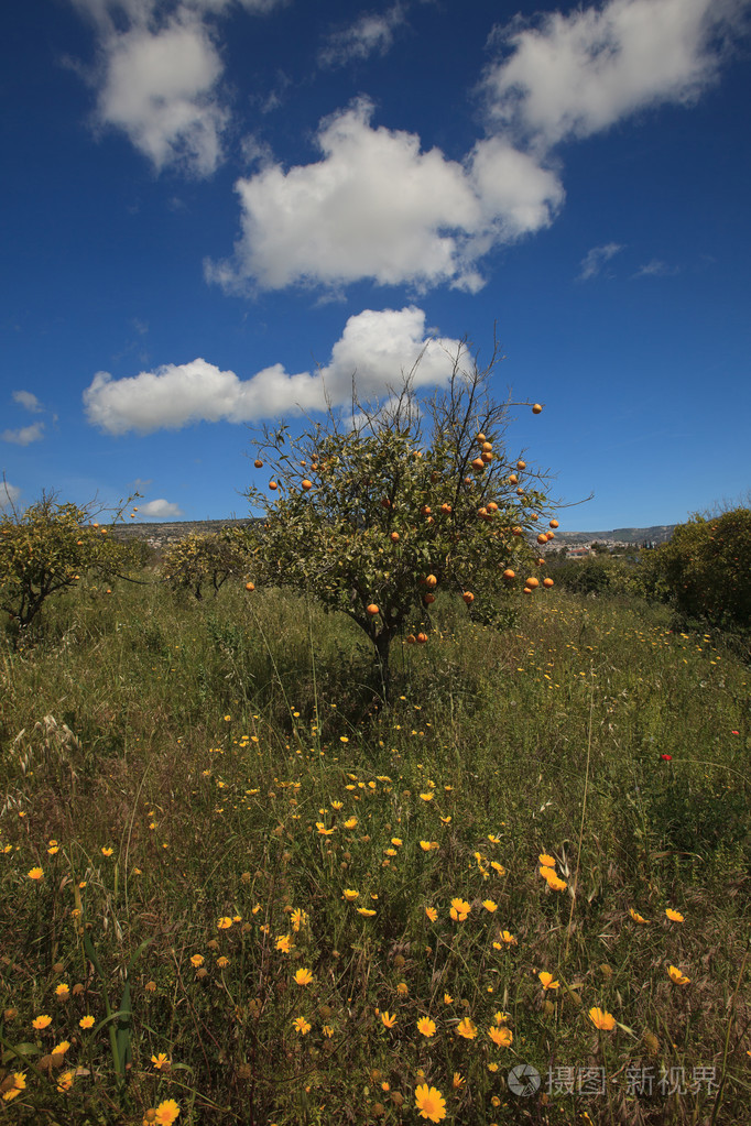 野生橘子树与成熟的果子在春天的领域