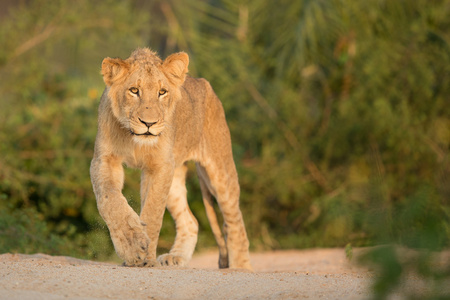 走南非克鲁格公园的年轻雄性非洲狮