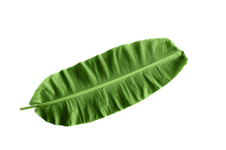 绿色芭蕉叶图片