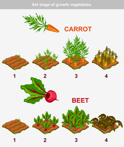 设置阶段生长的蔬菜.胡萝卜和甜菜照片