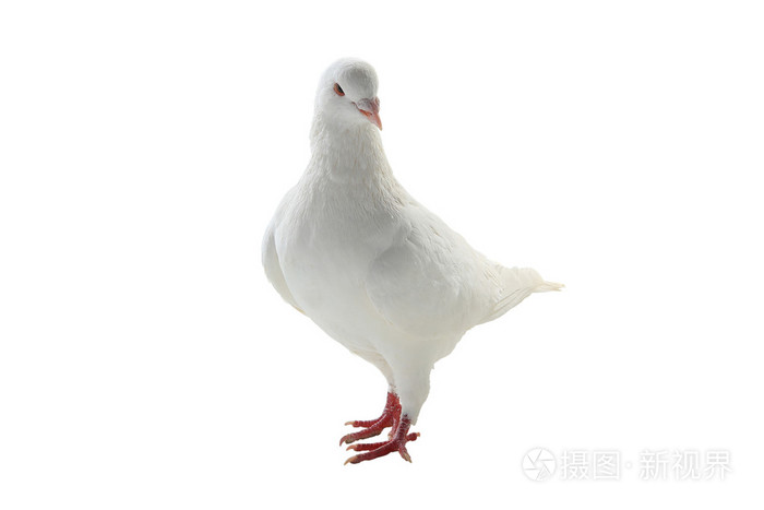 一只白色的鸽子