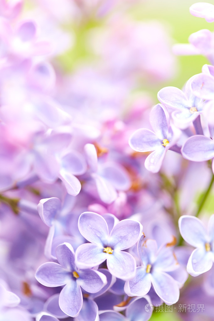 美丽的淡紫色花朵