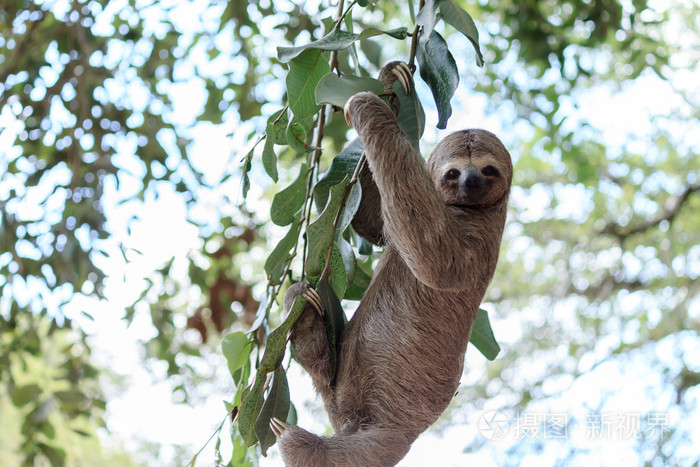 懒惰爬树在自然保护区巴西