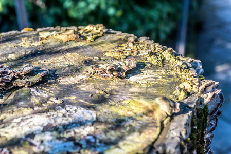 冬季木材残端干牛柳组图片