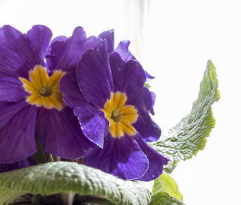 美丽, 精致的花瓣上的紫色花朵在一个白色的背板