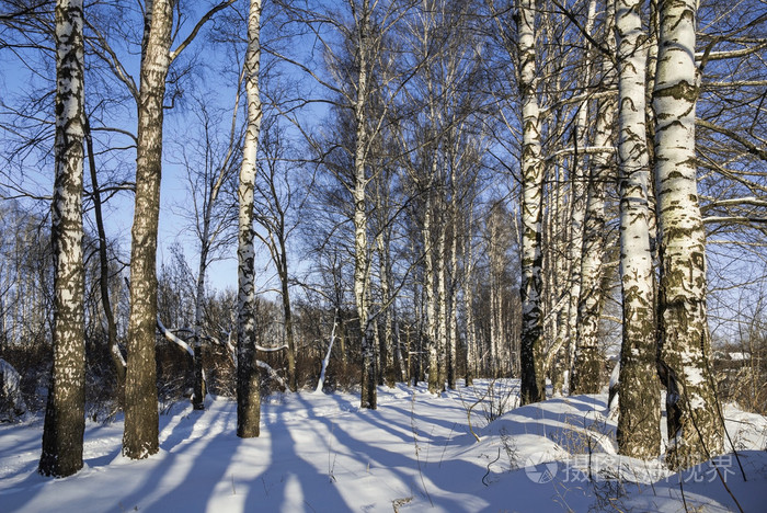 在阳光明媚的日子里, 冬季桦树林与小巷。俄罗斯