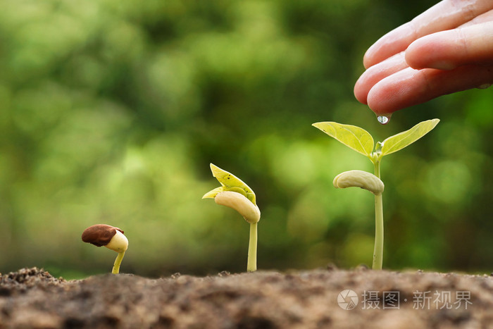 手给年幼的婴儿植物浇水