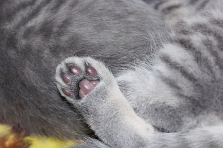 苏格兰折叠小猫的爪子图片