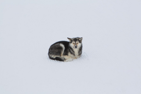 孤独的小黑狗坐在雪地上