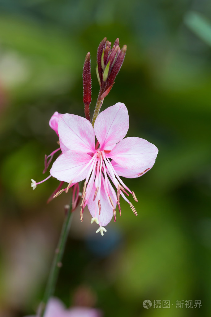 山桃草lindheimeri或漫天雨蝴蝶花