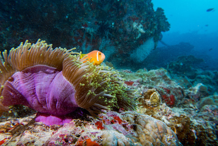 小丑鱼里面粉红色紫色海葵