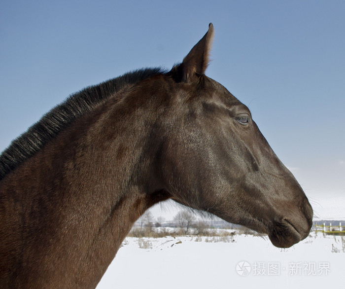 在雪场的背景上的马的头