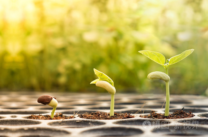 树木生长在肥沃的土壤照片-正版商用图片1m06sc-摄图新视界