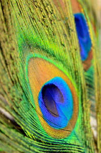 孔雀羽毛纹理图案和颜色中特写