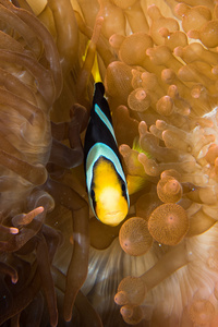 小丑鱼里面在马尔代夫的红色海葵