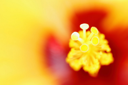 抽象彩色背景的模糊的花粉